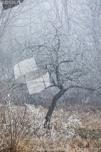 Image of Winter tree frost