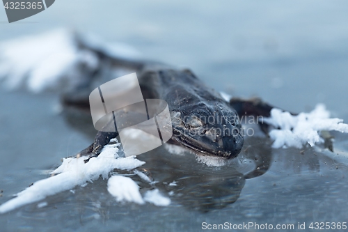 Image of Frozen frog on ice