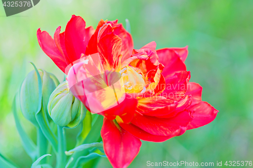 Image of Unusual macro tulip over green background