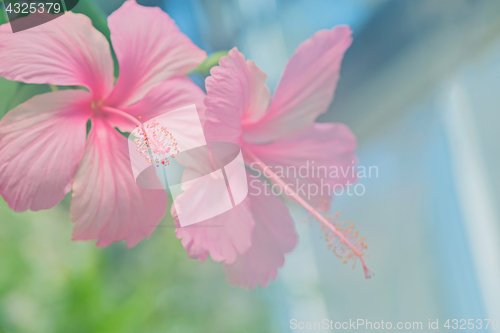 Image of Tender macro shoot of pink hibiscus flowers