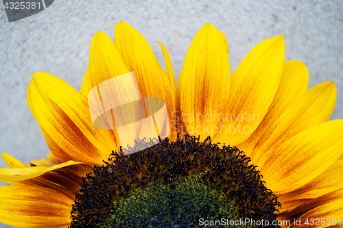 Image of Blooming sunflower