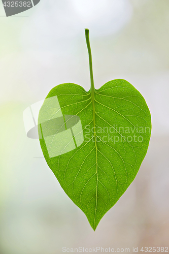 Image of Macro shot of green leaf