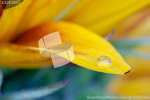 Image of Macro drop on the sunflower petal