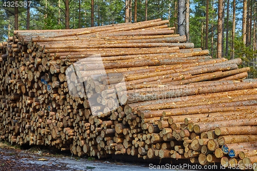 Image of Log wood pile