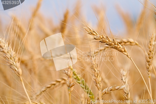 Image of Wheat field detail