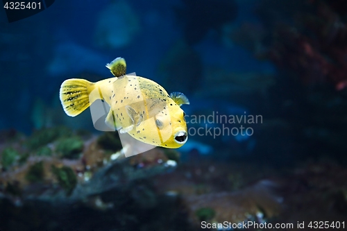 Image of Bright Yellow Fish