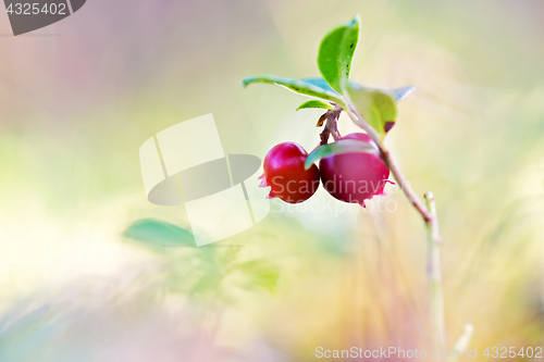 Image of Macro shot of cowberry in forest