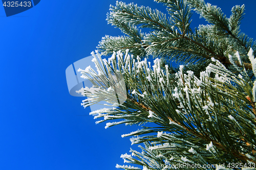 Image of frosting fir tree