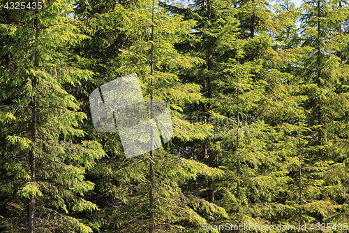 Image of Background of Green Spruce Tree Forest