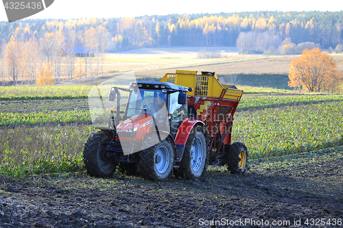 Image of Harvesting Sugar Beet in Autumn