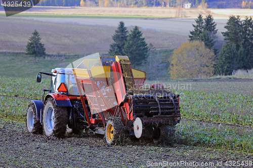 Image of Sugar Beet Harvest on Autumn Field