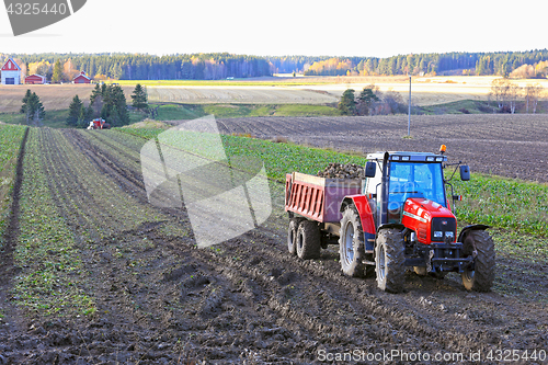 Image of Harvesting Sugar Beet in Autumn