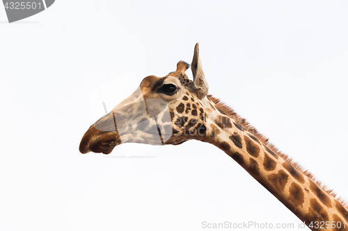 Image of close up of giraffe head