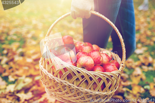 Image of woman with basket of apples at autumn garden