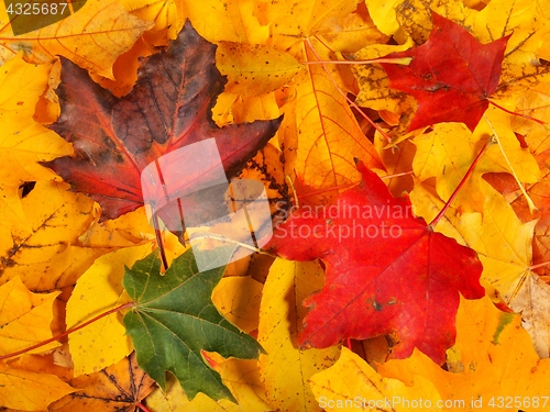 Image of Autumn leaves background