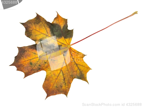 Image of Autumn leaf on white