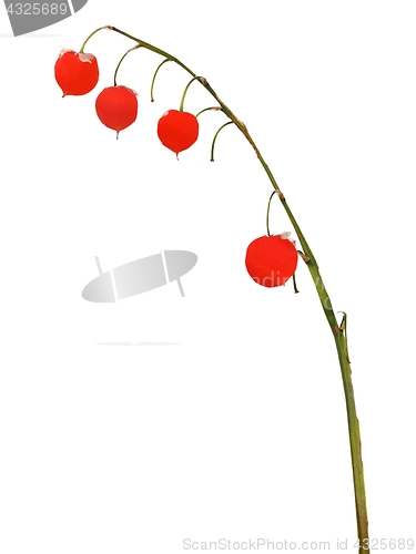 Image of Lily of the valleyin autumn