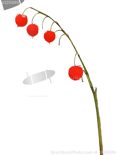 Image of Lily of the valleyin autumn