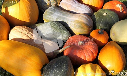 Image of Squash and pumpkins