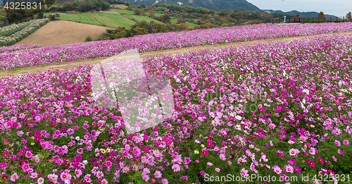 Image of Pink Cosmos flower farm garden