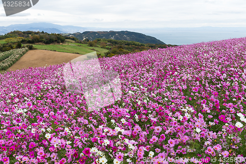 Image of Cosmos flower