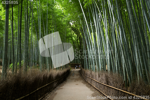 Image of Bamboo grove in kyoto 