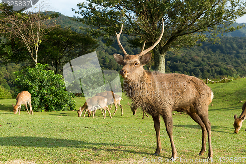 Image of Group of deer