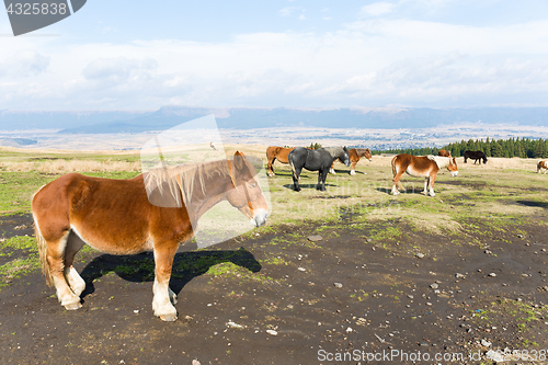 Image of Horse farm