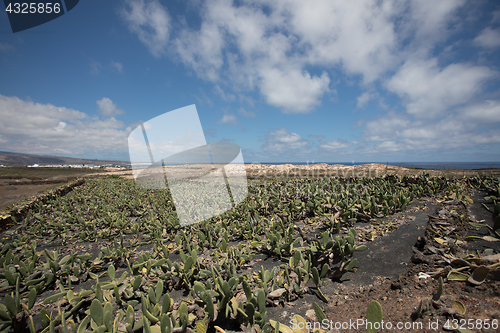 Image of A large and important cactus plantation on Lanzarote.