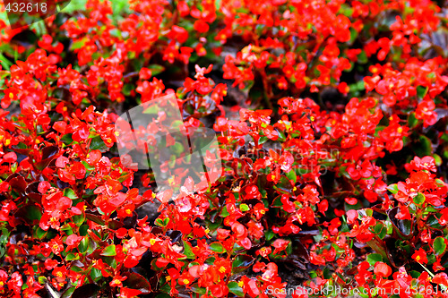 Image of Begonia red