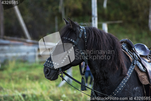 Image of Black horse portrait