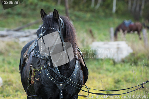 Image of Black horse portrait