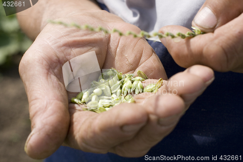 Image of hands holding wheat