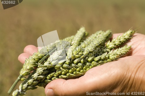 Image of Hands holding wheat