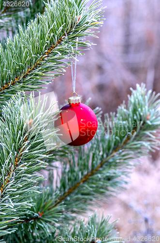 Image of New Year's ball hanging on a branch of a Christmas tree in the forest