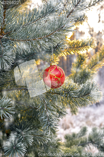Image of New Year's ball hanging on a branch of a Christmas tree in the forest