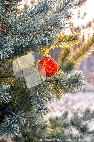 Image of New Year's ball hanging on a branch of a Christmas tree in the forest