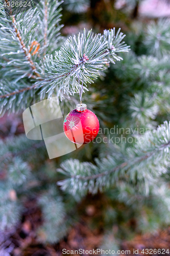 Image of New Year's ball hanging on a branch of a Christmas tree in the forest