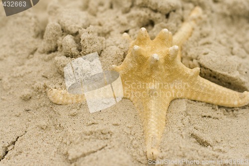 Image of starfish on sand