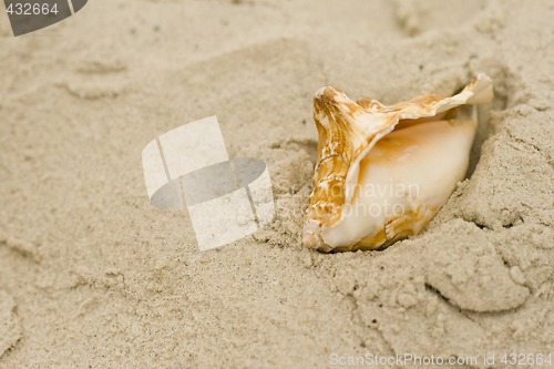 Image of shell on sand