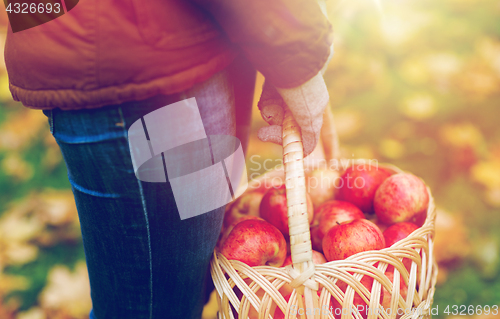 Image of close up of woman with apples in basket at autumn