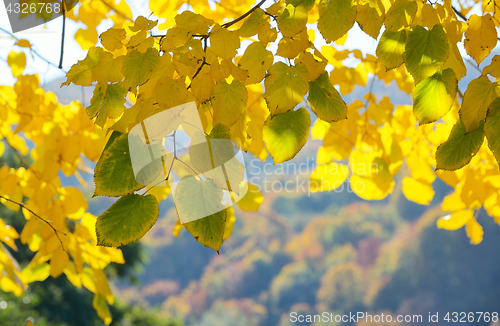 Image of Autumn Trees and Leaves