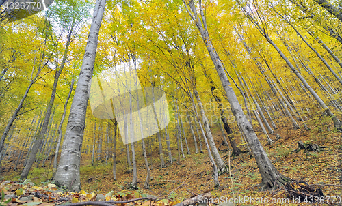 Image of Autumn trees in forest