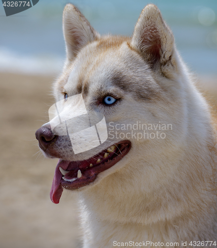 Image of Dog portrait Husky