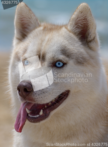 Image of Dog portrait Husky