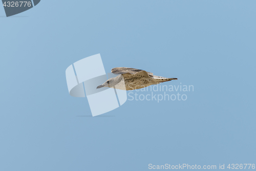 Image of Seagull in fly