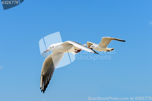 Image of Two seagulls in fly