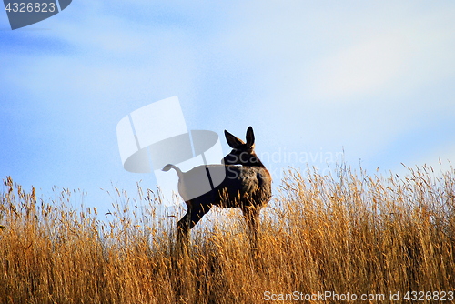 Image of Deer outdoors.