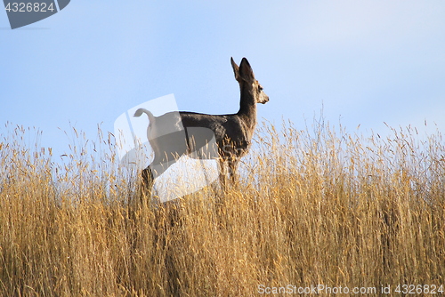 Image of Deer outdoors.