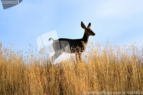 Image of Deer outdoors.